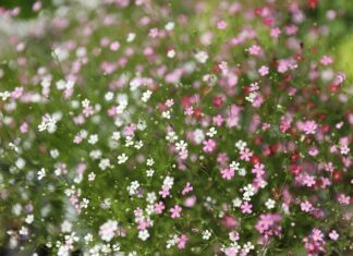 Jak wygląda proces certyfikacji? Jak wygląda proces certyfikacji?