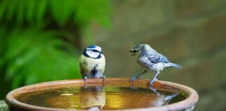 Jak się mówi celi czy celów?