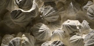 Jak zostać coachem ICF?