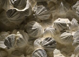 Jak zostać coachem ICF?