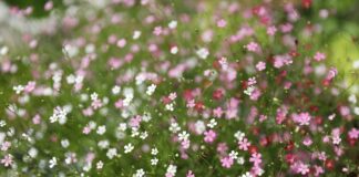 Jakie są rodzaje certyfikacji wyrobów w Polsce?