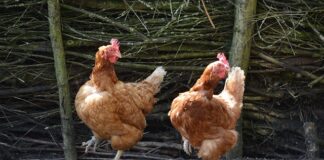 Jakie są typy relacji?