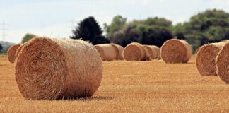 Na czym polega rola rodziców?