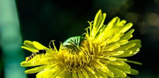 Czy najem prywatny wlicza się do dochodu?