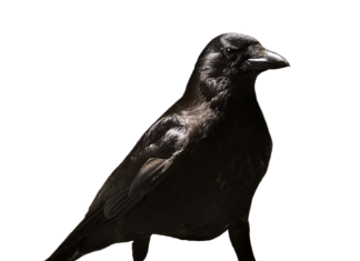 Czego nie wolno na zwolnieniu od psychiatry? Czego nie wolno na zwolnieniu od psychiatry?