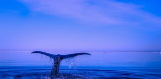 Kiedy należy zgłosić naruszenie ochrony danych osobowych?