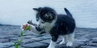 Jak wygląda atak psychozy?